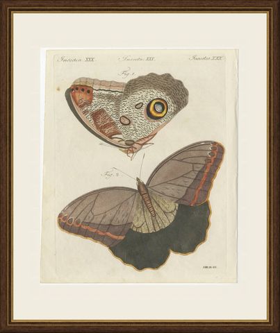 Owl Butterfly from Suriname, Antique Bertuch Print, Vienna, circa 1805, shown framed