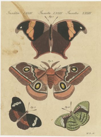 Exotic Butterflies and Saturniid Moth, Antique Bertuch Print, Vienna, circa 1815