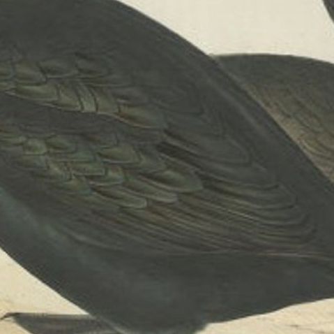Shag or Green Cormorant, Antique Bird Print by John Gould, c.1832, close-up 2