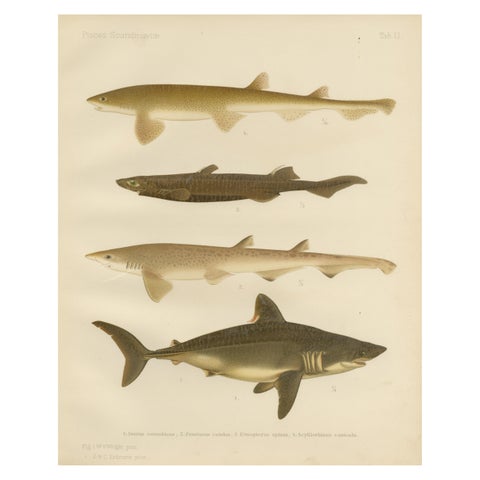 Magnificent Lithograph of Scandinavian Sharks from Pisces Scandinaviae, 1895
