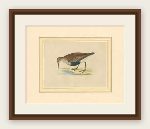 Antique Bird Print of a Dunlin, shown framed