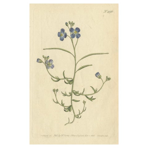 Exquisite 1800 Blue Wildflower Botanical Engraving, A Rare Floral Masterpiece