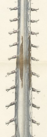Spinal Nerve Roots along the Whole Cord, Hirschfeld Double Folding Plate, 1866, view 6