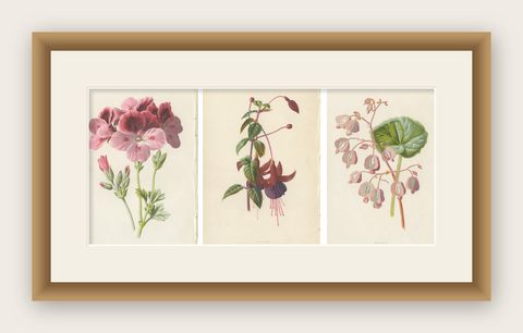 Set of Three Botany Prints Geranium, Fuchsia, Bellenplant, Begonia, shown framed