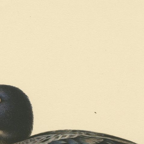 Solitary Serenity: A Juvenile Black Scoter Bird Print by Magnus von Wright, 1929, close-up 3
