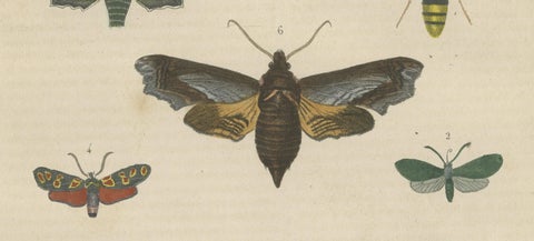 19th Century Lepidoptera: An Illustrated Compendium of Moths and Butterflies, close-up 3