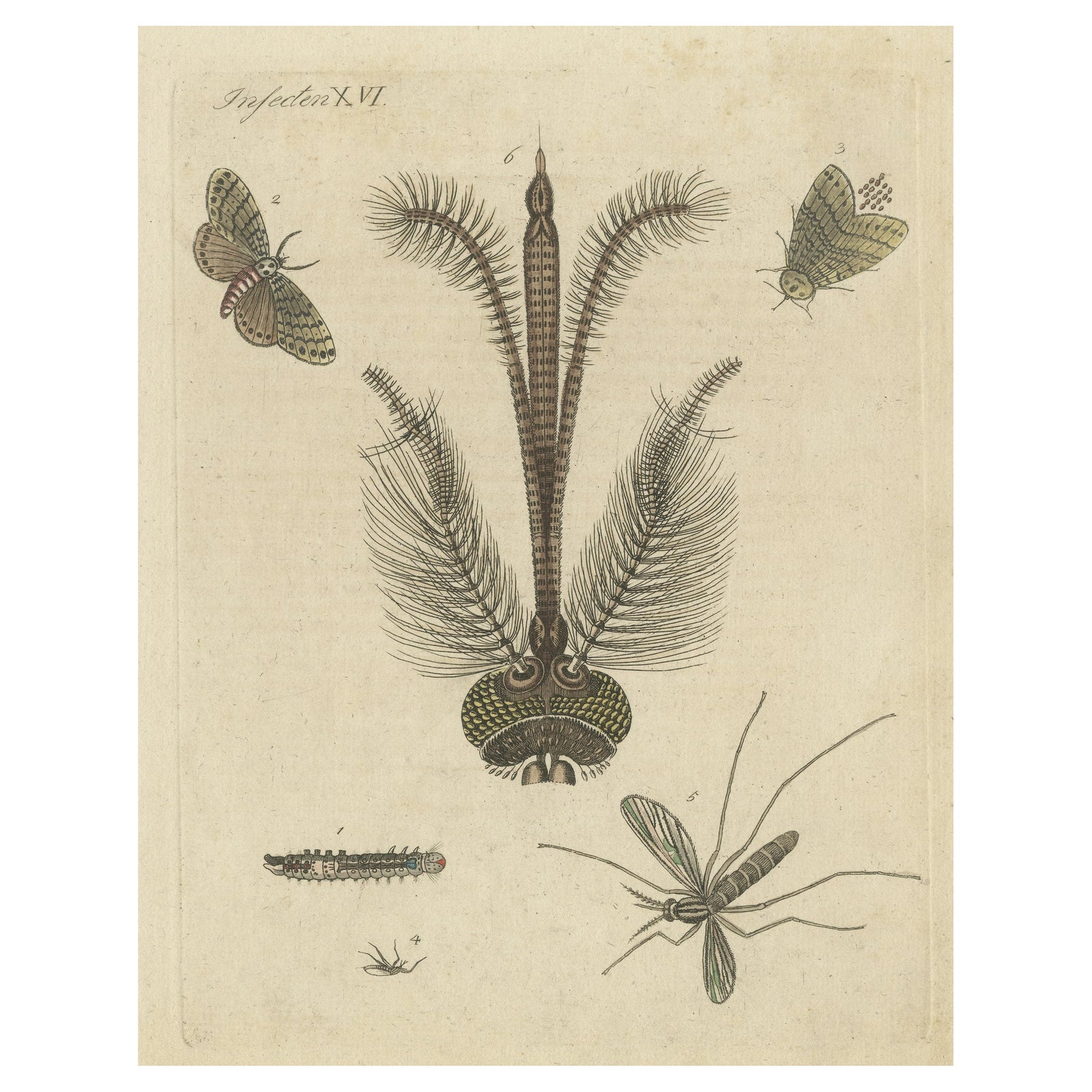 Antique Print of various Insects including the Nun Moth & Common House Mosquito
