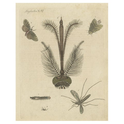 Antique Print of various Insects including the Nun Moth & Common House Mosquito