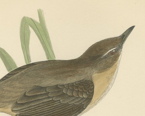 Great Sedge Warbler or Great Reed Warbler Clinging to a Reed, Morris, 1896, close-up 1