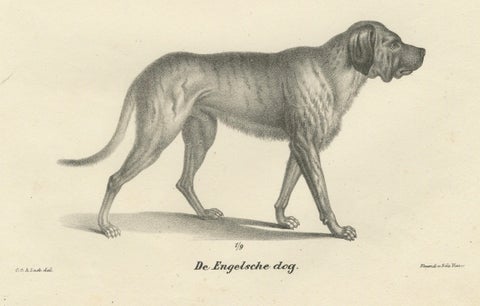 19th-Century Lithograph of a Greyhound and English Mastiff in Elegant Detail, close-up 3