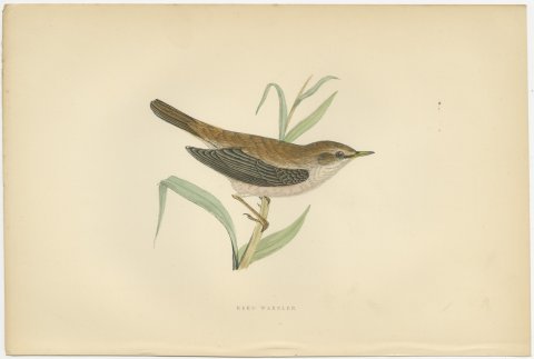 Reed Warbler Perched on a Reed, Hand Colored Bird Print by Morris, 1896, view 2