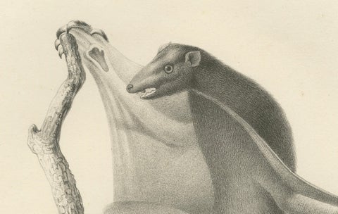 The Flying Lemur (Colugo) Lithograph by C.C. Last, 1836, close-up 2