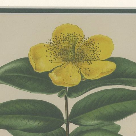 Antique Botany Print of the Hypericum Calycinum by Severeyns 'c.1875', close-up 1