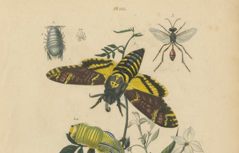 Pair of French Sphinx Moth Engravings by Duméril & Guérin, 1835, close-up 3