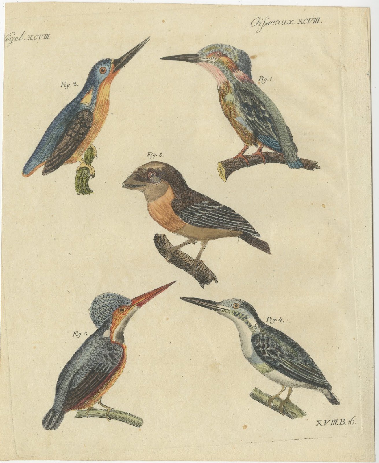 Four Kingfishers on Branches, Antique Bertuch Print, Vienna, circa 1818