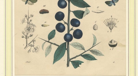 1848 Hand-Colored Lithograph of Butterflies, Caterpillars and Blackthorn Plant, close-up 5