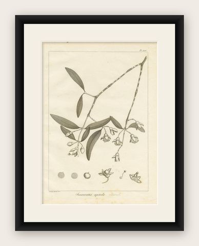 Antique Print of the Mangrove Apple Plant by Symes, '1800', shown framed