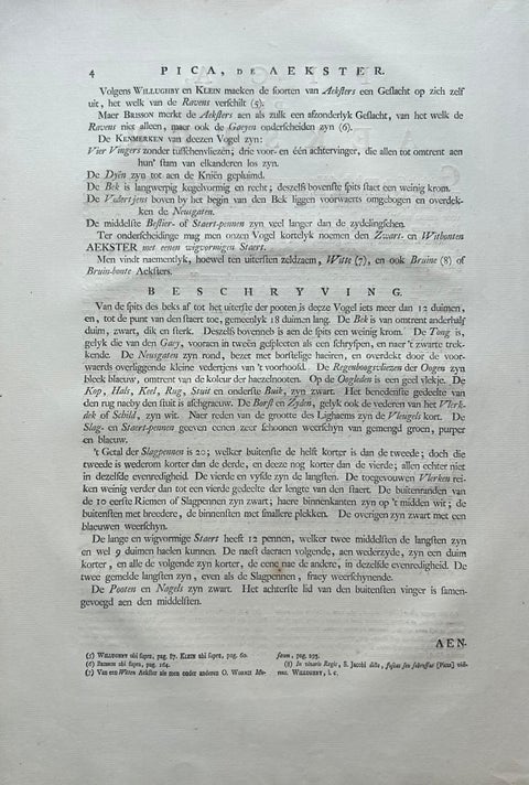 Magpie (Pica), Antique Ornithological Print with Dutch Text, Nozeman, 1770–1829, view 11
