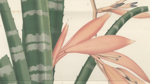 Antique Botanical Lithograph, Rohan’s Billbergia, de Vriese, 1856, close-up 4