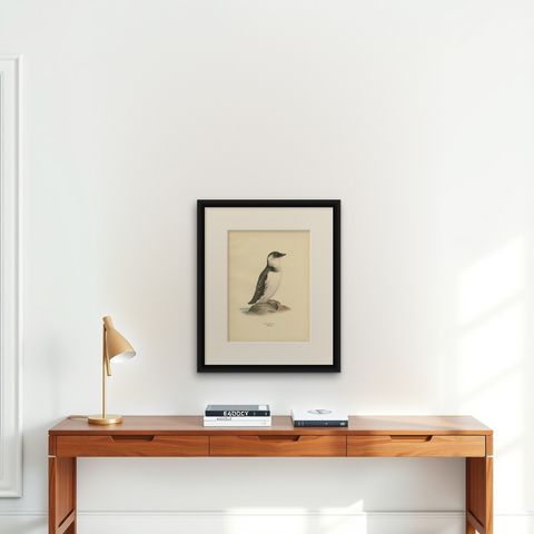 Antique Bird Print of the Little Auk or Dovekie by Von Wright '1929', shown framed on a wall