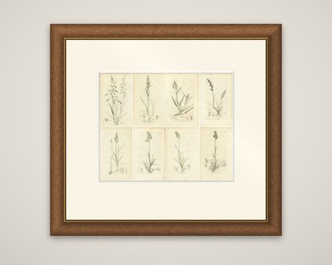 Set of 8 Antique Botanical Prints, Poa Grasses: Meadowgrass & Bluegrass ca.1830, shown framed