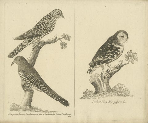 Antique Engraving of Cuckoo & Little Owl, Cuculus canorus & Strix passerina 1800, close-up 1