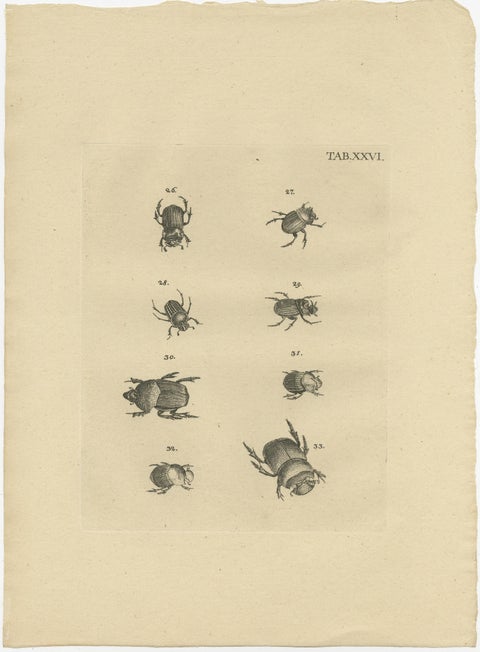 Set of 3 Antique Prints of Various Beetles, view 4