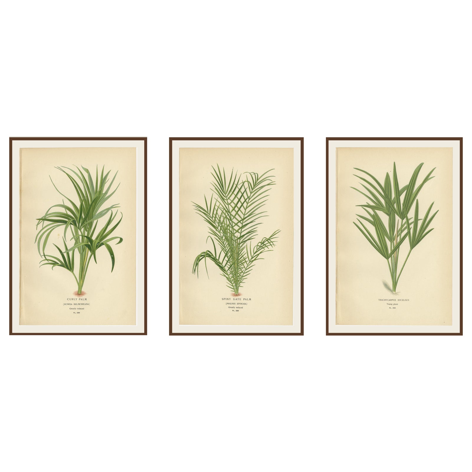 Antique Botanical Prints of Curly Palm, Spiny Date Palm & Trachycarpus, c.1897