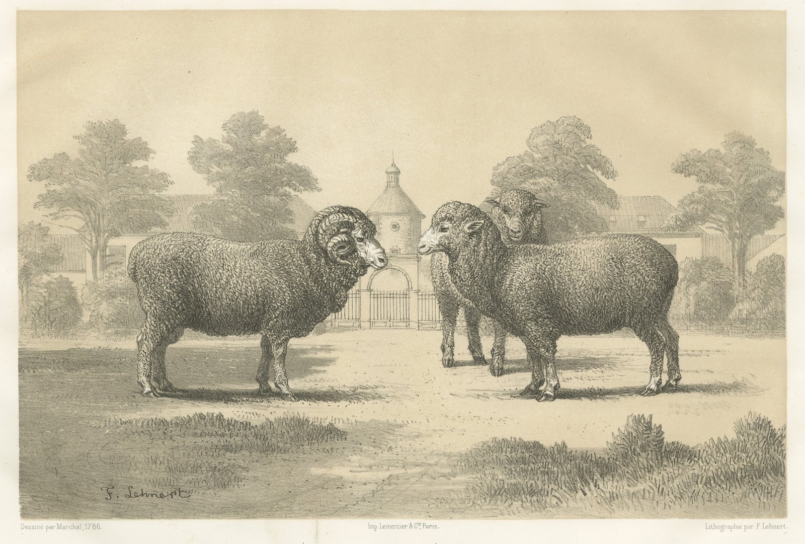 Rambouillet Merino Ram and Ewe of 1786, Antique Sheep Print, 1873