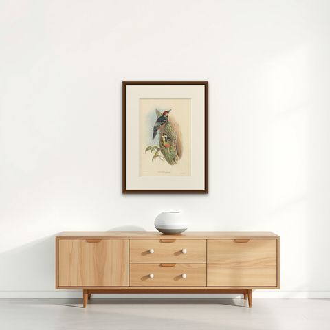 Antique Bird Print of the Formosan Spotted Woodpecker by Gould, circa 1850, shown framed on a wall