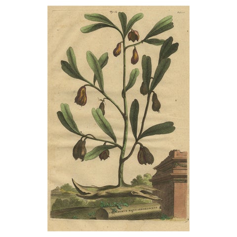 Botanical Illustration of Cardamom Plant (Cardamomum majus arborescens) , 1696