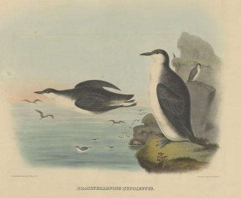 Rare Large Antique Bird Print Depicting Xantus's Murrlets, 1869, close-up 1