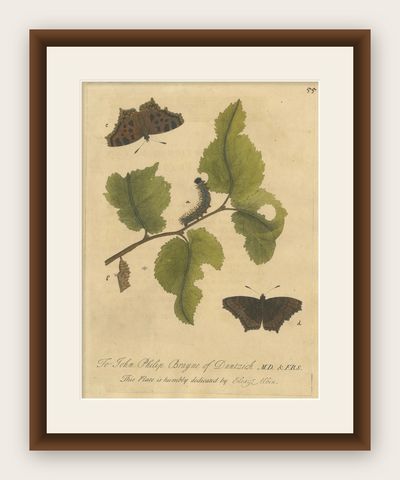 Butterfly, Caterpillar & Chrysalis on Leaves, Albin Hand-Colored Engraving 1720, shown framed