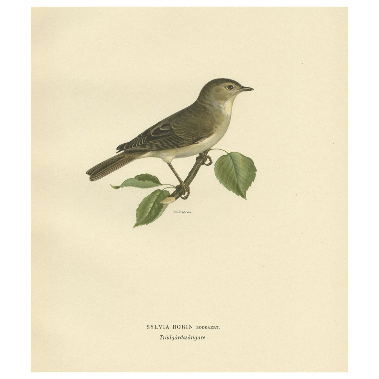 Beautiful Coloured Antique Bird Print of the Garden Warbler, 1927