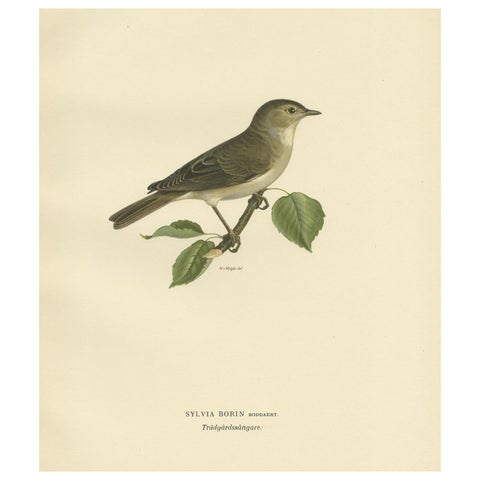 Beautiful Coloured Antique Bird Print of the Garden Warbler, 1927