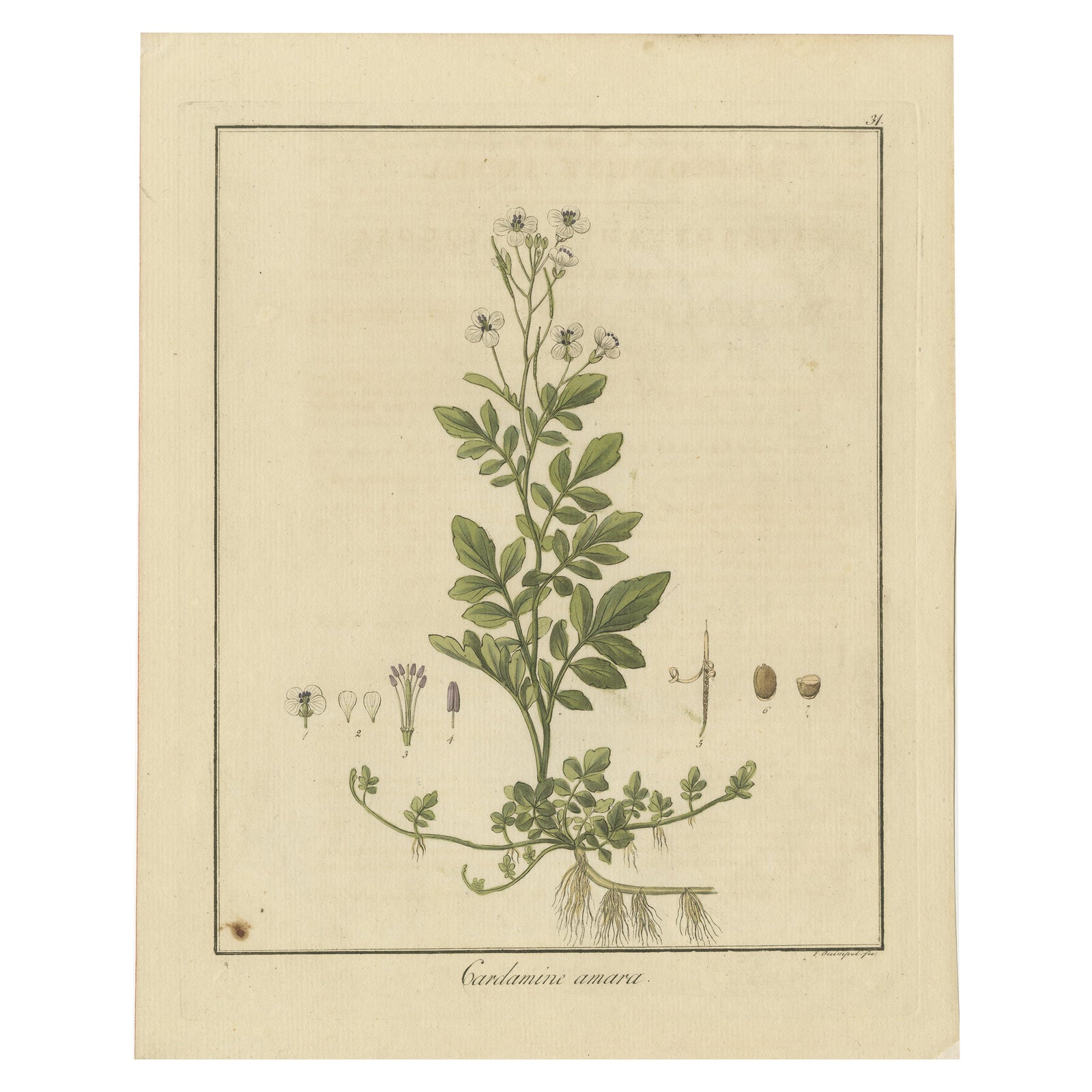 Detailed Engraved Botanical Study of Cardamine Amara or Bittercress, 1822