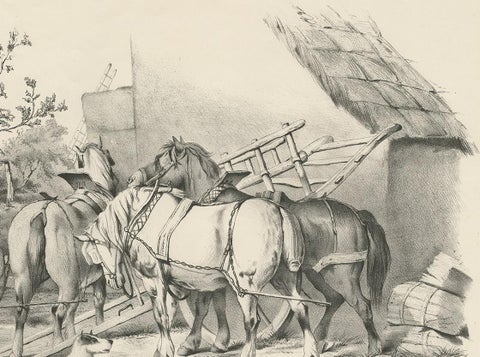 No. 20 Antique Print of Horses by Cooper, view 4