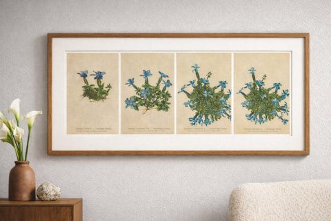 Alpine Gentian Botanical Prints Set of 4, Antique Chromolithographs 1897, view 2