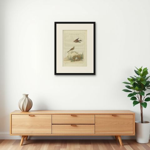 Antique Bird Print of the Common Linnet by Sepp & Nozeman, 1789, shown framed on a wall