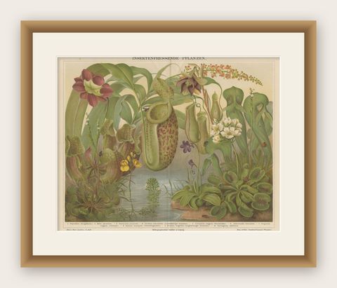 Original Antique Lithograph of Various Carnivorous Plants, circa 1890, shown framed