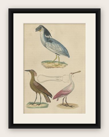 Original Hand-Colored Print of a Boatbill, Hammerhead and a Pink Spoonbill Bird, shown framed