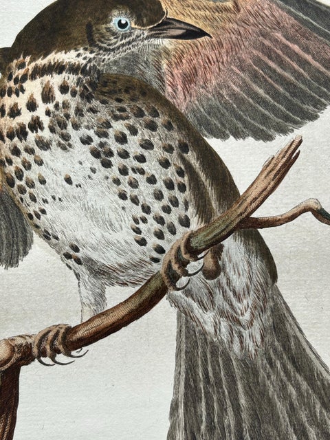 Redwing Thrush, Antique Bird Print by Nozeman and Sepp, 1770, view 4