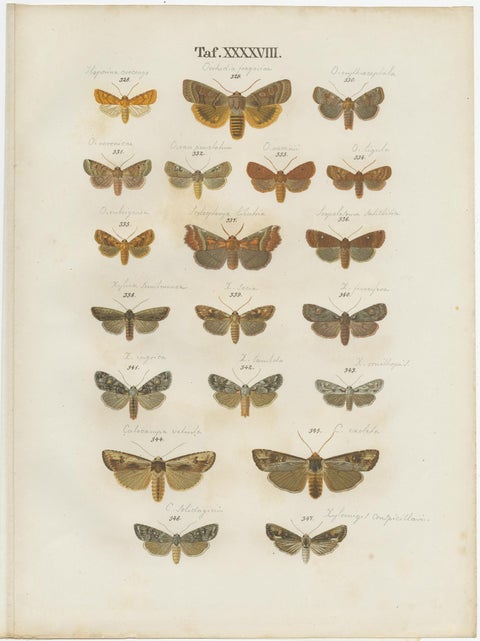 Set of 5 Antique Prints of Various Butterflies and Moths by Ramann, circa 1870, view 2
