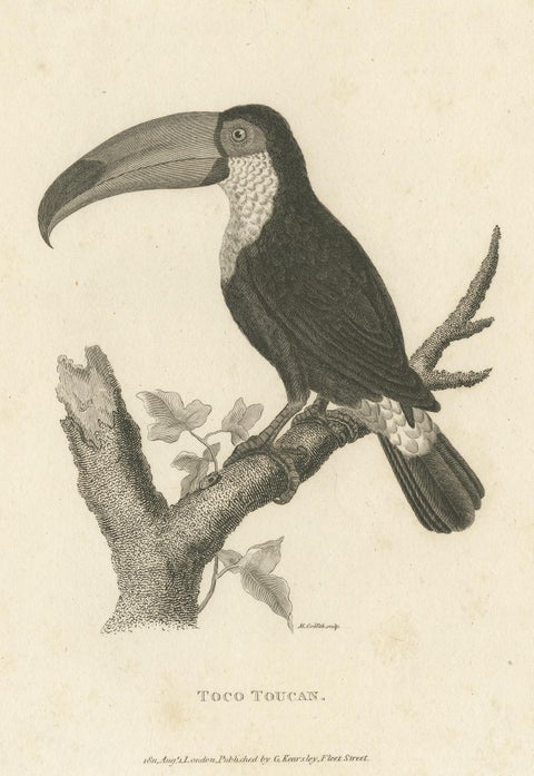 Popular Antique Bird Print of the Toco Toucan, 1811, view 2