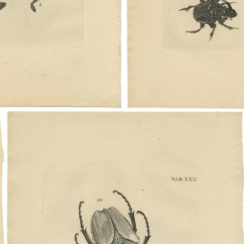 Set of 5 Antique Prints of various Beetles, close-up 2