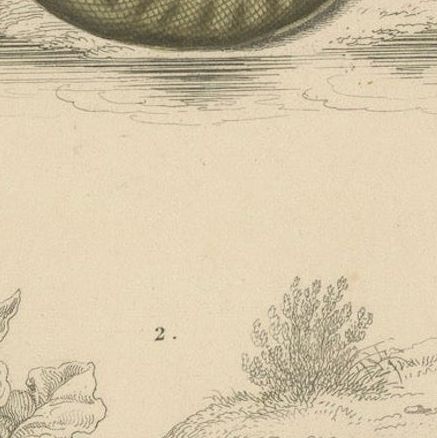 Snake Print of Elephant Trunk Snake and Sea Krait, c.1850, Orbigny, close-up 6