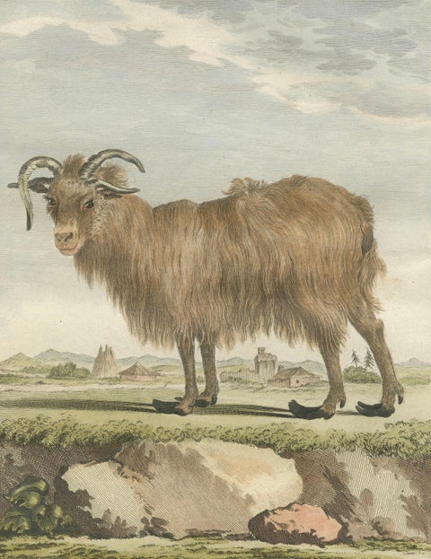 Rare 1769 Iceland Sheep Pair, Hand-Coloured Buffon Engravings Amsterdam, close-up 3