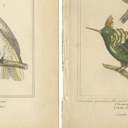 Set of 4 Antique Bird Prints of the Horned Parrakeet, Scarlet Macaw and Others, close-up 1
