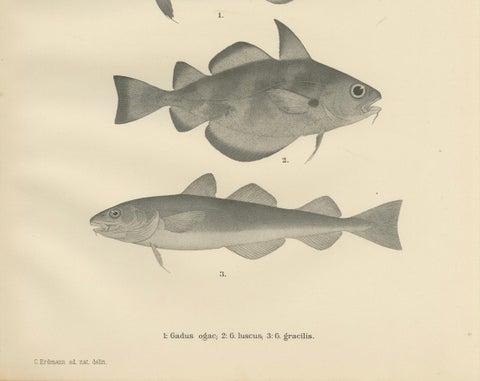 Greenland Cod, Pout and Poor Cod - Intricate Scandinavian Fish Lithograph, 1895, close-up 5