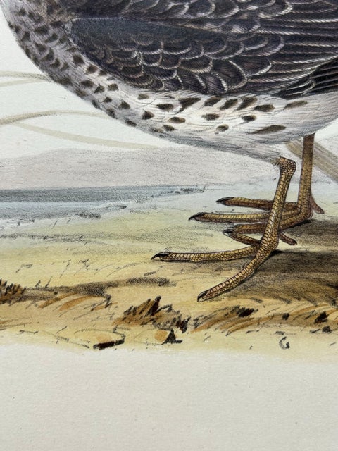 Antique Bird Print of the Purple Sandpiper by Gould, 1832, view 7